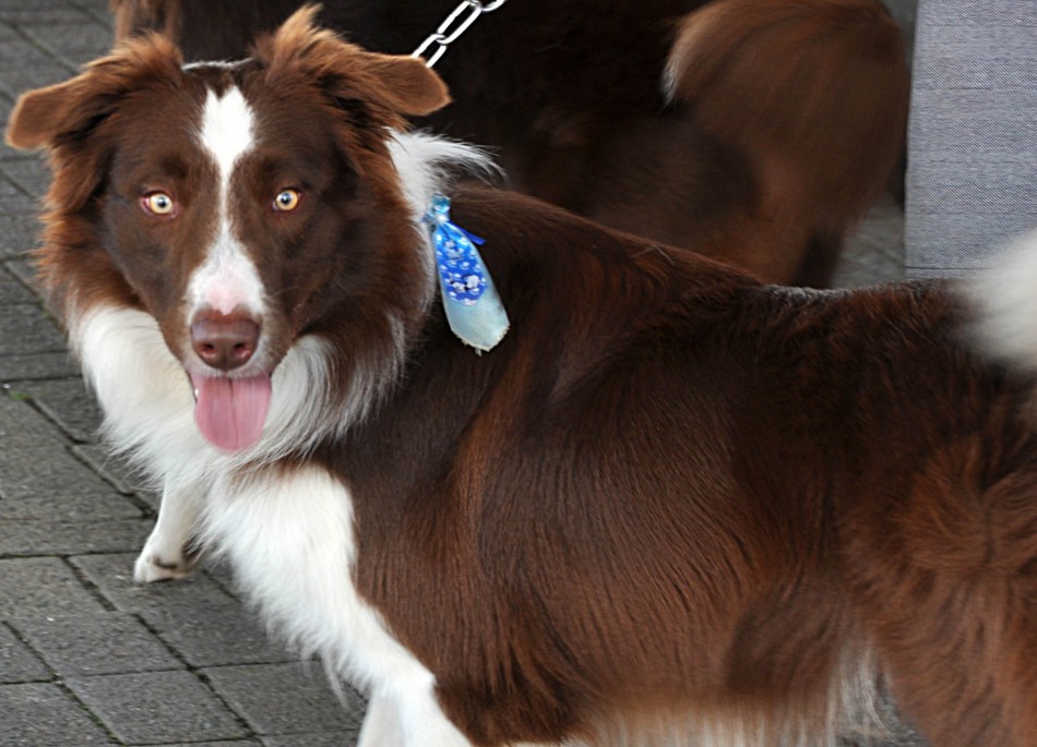 Mais de 380 cães estão inscritos na 1ª Cãominhada da Vila Itoupava 