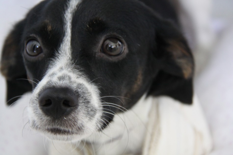 Mais de 700 animais foram castrados gratuitamente em Blumenau em 2018 