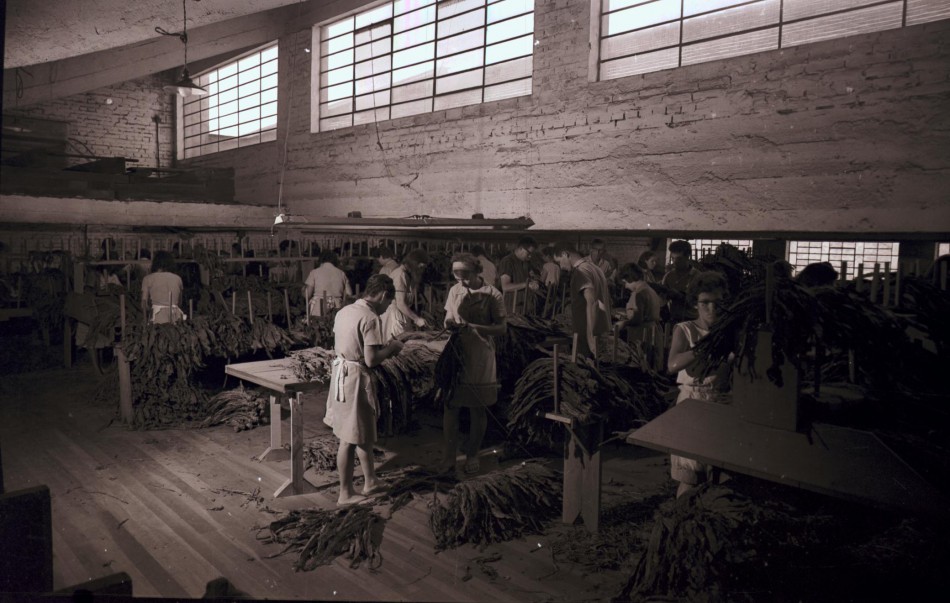 Memória Digital: Tabacos Blumenau