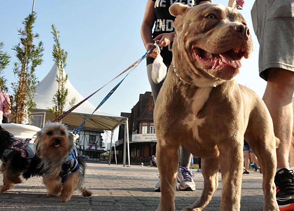 Inscrições para a Cãominhada iniciam nesta segunda-feira, dia 8