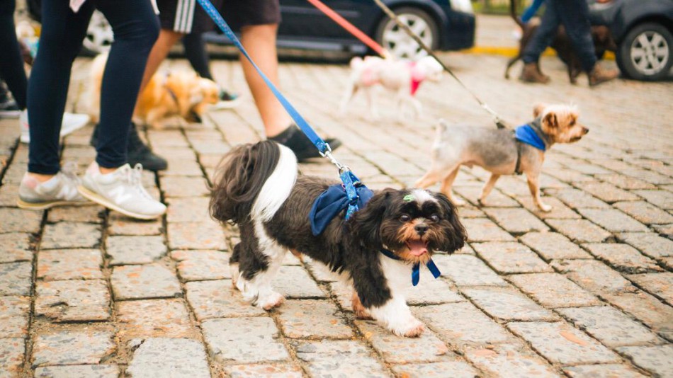 Mais de 1200 cães inscritos na 26ª edição da Cãominhada