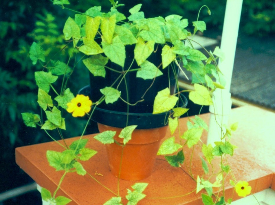 Memória Digital: Flor Símbolo de Blumenau