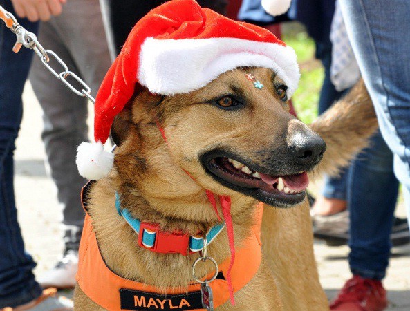 Fim de semana será de Cão no Parque e na Vila de Natal
