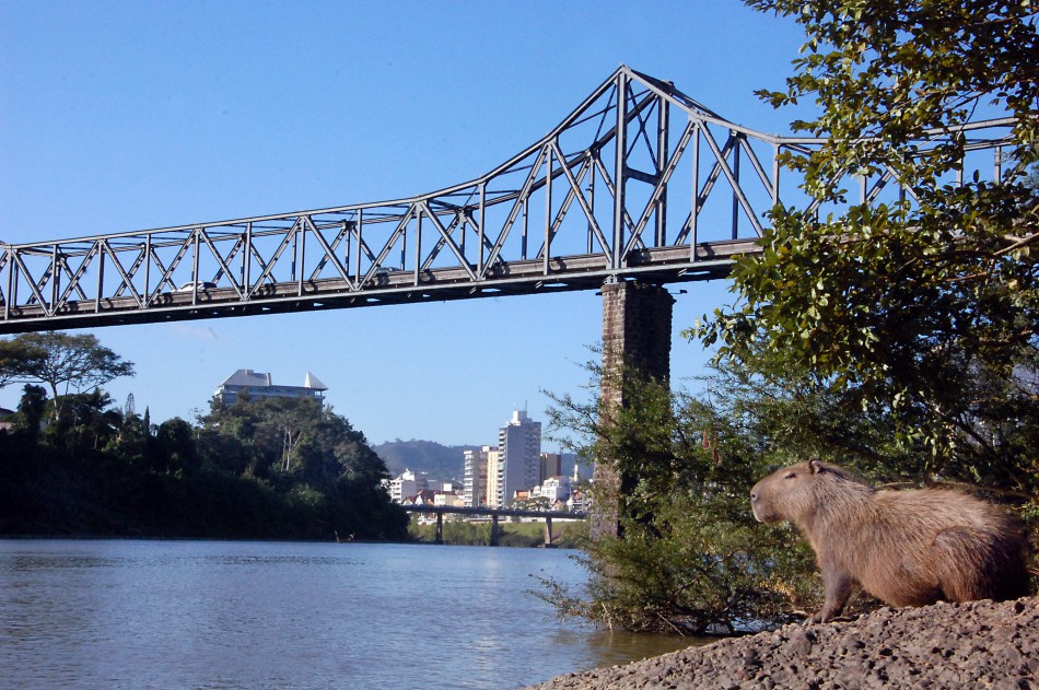 Ponte de Ferro e túnel da Rua Vitória Alcântara recebem limpeza neste sábado 