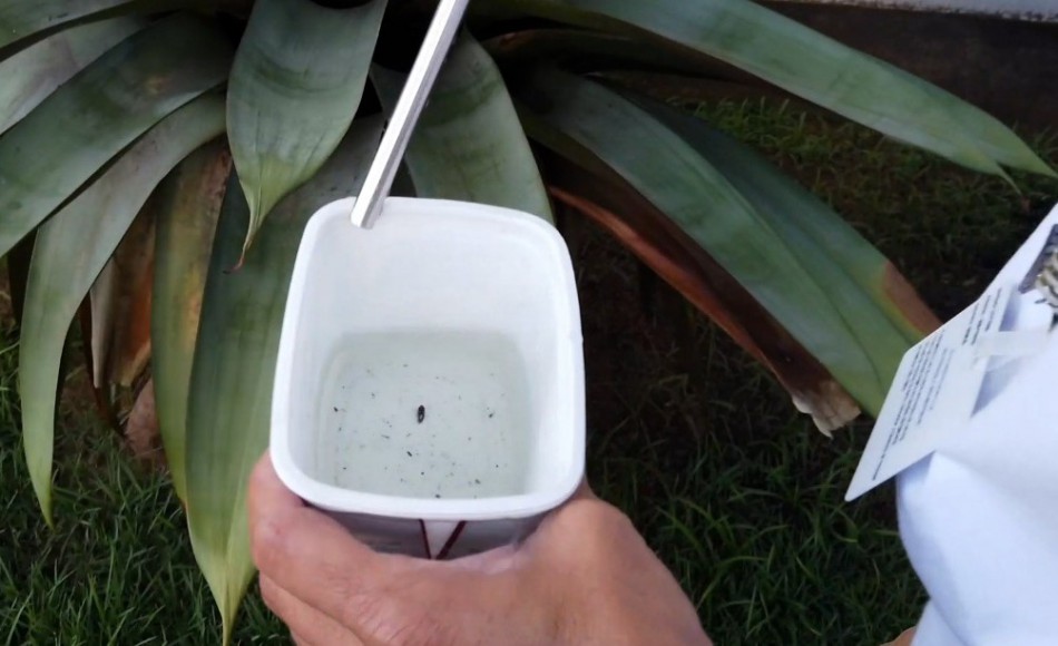 Blumenau registrou mais de 1.300 focos do Aedes aegypti em 2020