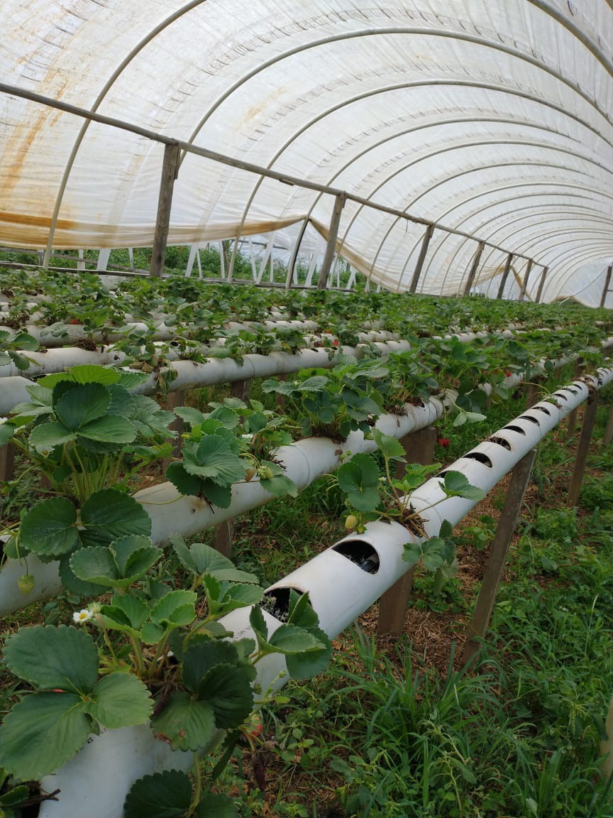 Projeto inovador permite rastreio e monitoramento sobre a procedência dos alimentos vegetais 
