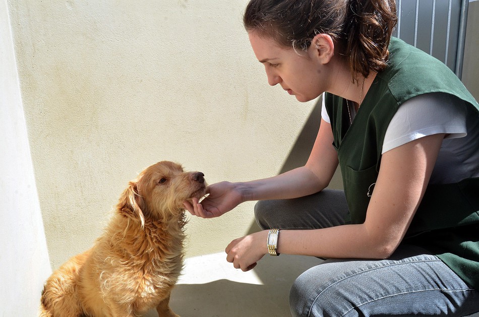 Fiscalização de maus-tratos aos animais recebe 1.480 denúncias em 2020