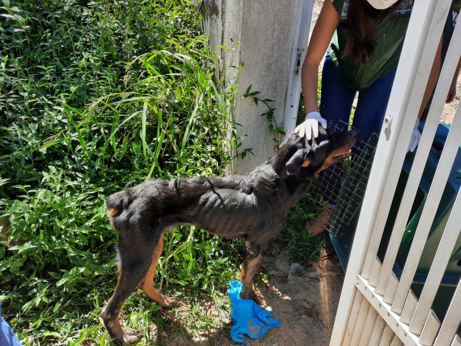 Ação conjunta entre Semmas e Polícia Civil resultou em prisão por maus-tratos aos animais em Blumenau