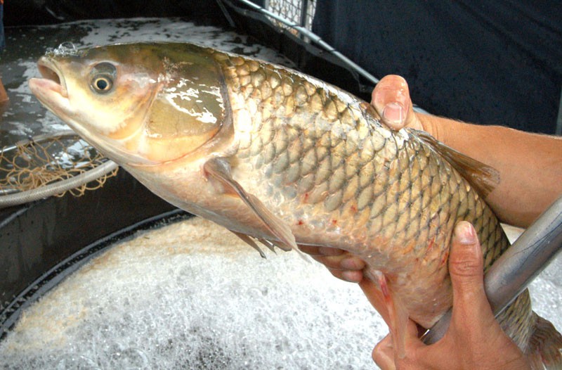 Feira do Peixe Vivo ocorre nos dias 1º e 2 de abril 