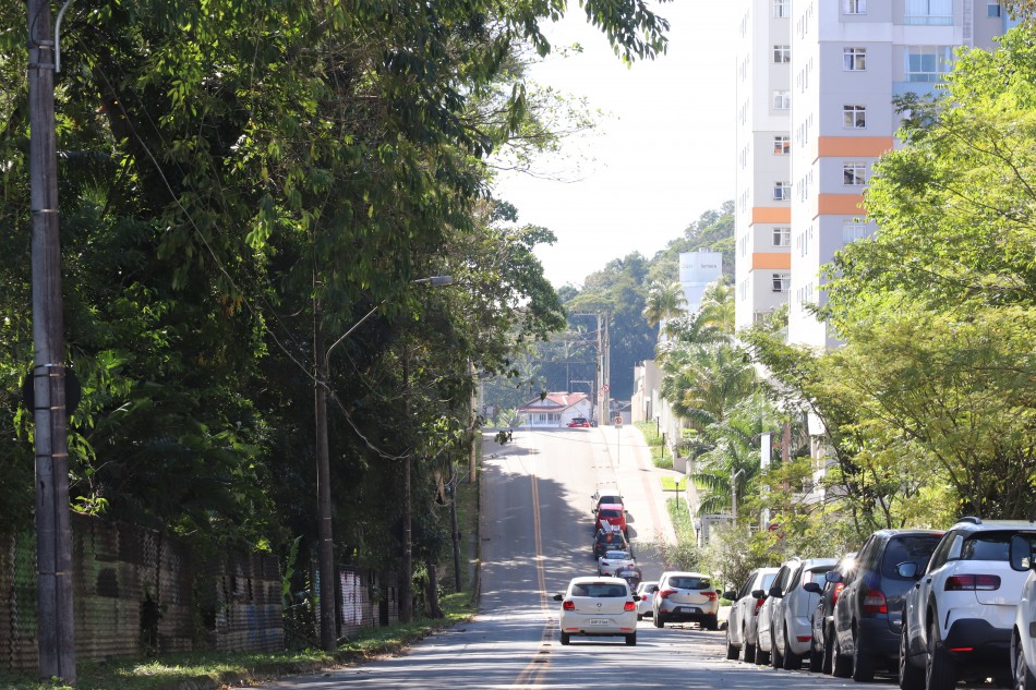 Seurb prossegue com poda de árvores na Rua Iguape na quinta, dia 29