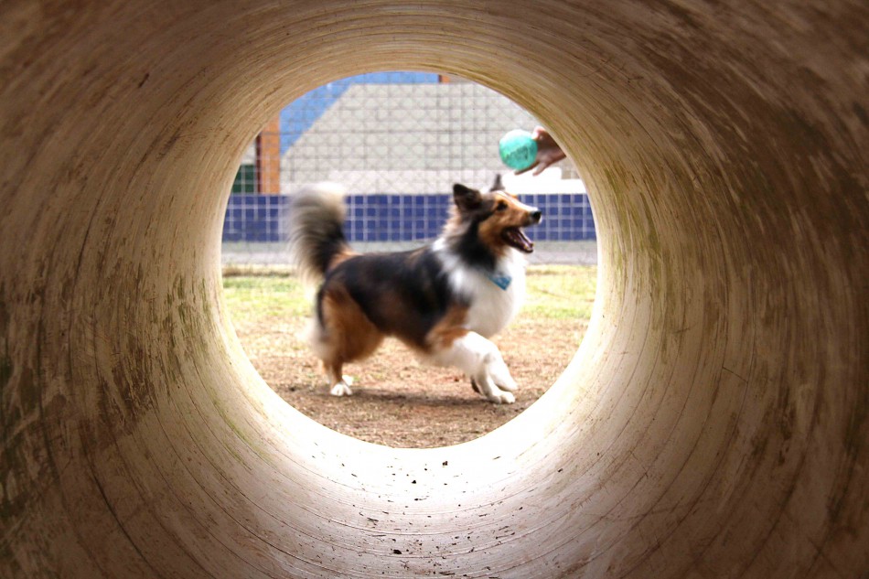 Parcão reabre após conserto das telas de proteção
