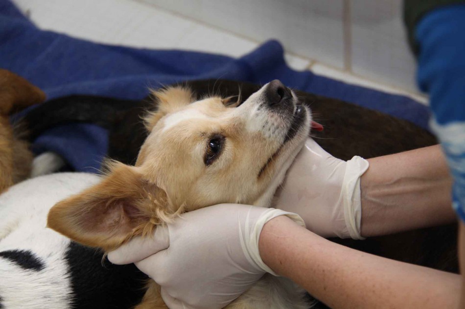 Feira de Adoção de animais do Cepread ocorre neste sábado, dia 27