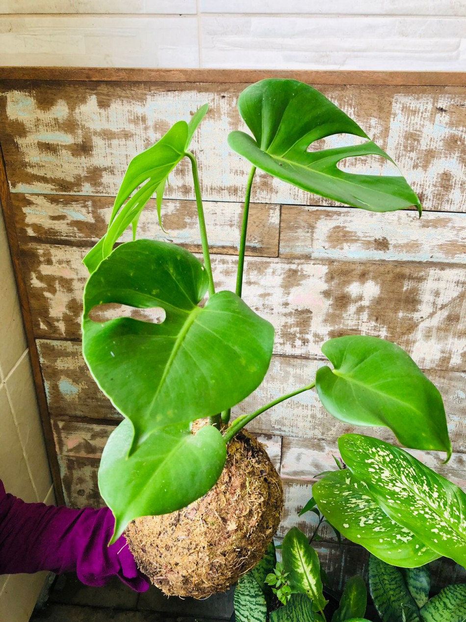 Semmas promove oficina gratuita de cultivo de plantas ornamentais sem uso de vasos