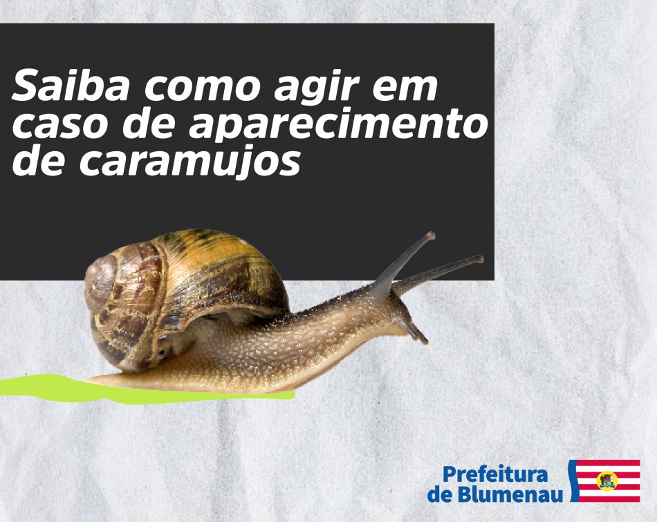 Vigilância Epidemiológica orienta como agir em caso de aparecimento de caramujos
