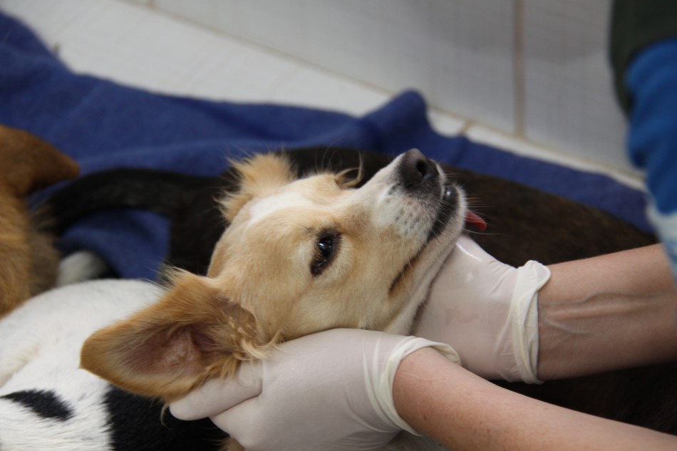 Mais de 900 animais castrados em Blumenau no mutirão de novembro