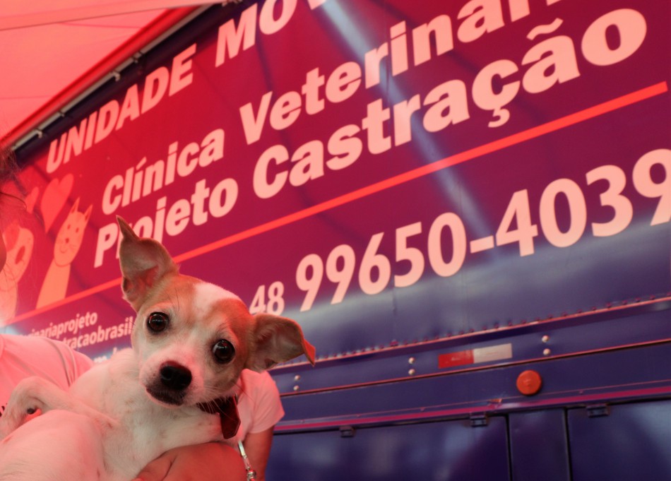 Prefeitura de Blumenau promove quatro dias de mutirão de castração gratuita de animais em dezembro