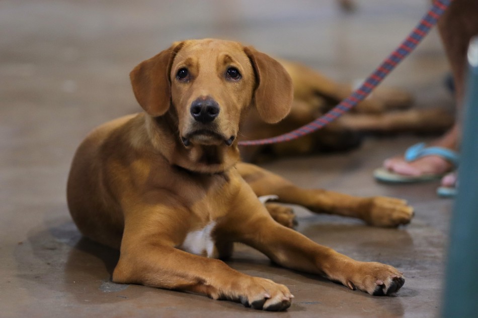 Prefeitura de Blumenau registra mais de 950 animais castrados no mutirão de janeiro