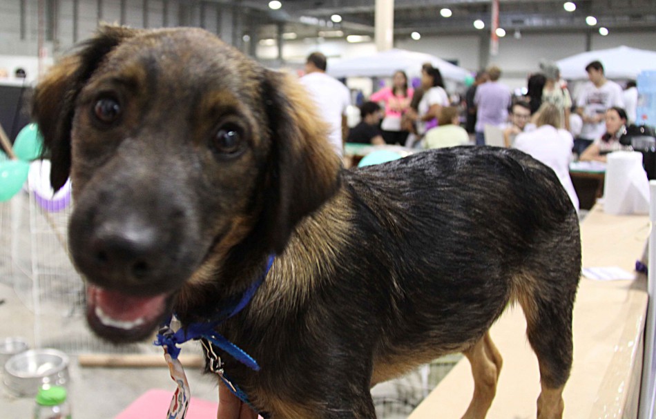 Prefeitura de Blumenau promove mais um mutirão gratuito de castração de animais na cidade