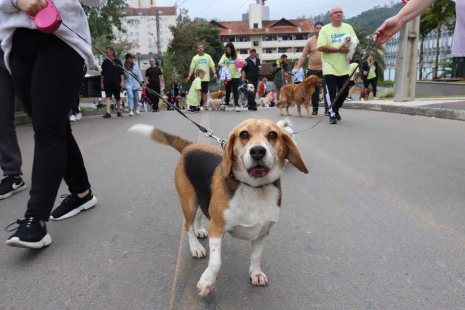 30ª Cãominhada Blumenau reúne centenas de pessoas e pets em edição especial no Parque Vila Germânica