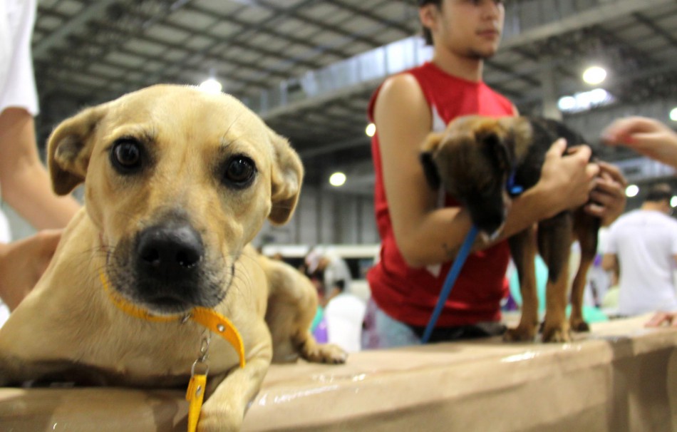Prefeitura de Blumenau registra 850 animais castrados no mutirão de castração gratuita promovido em abril