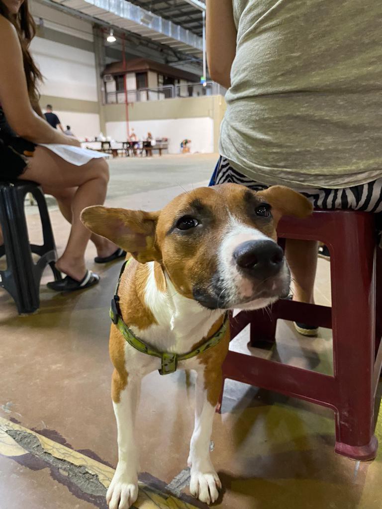Prefeitura inicia cadastramento para mutirão de castração de animais 