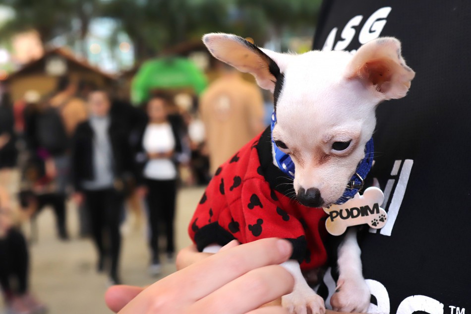 Cerca de 5 mil animais já foram cadastrados no Censo Pet em Blumenau