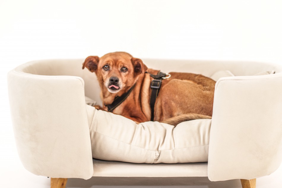 Pets do Cepread ganham sessão de fotos para incentivar adoção