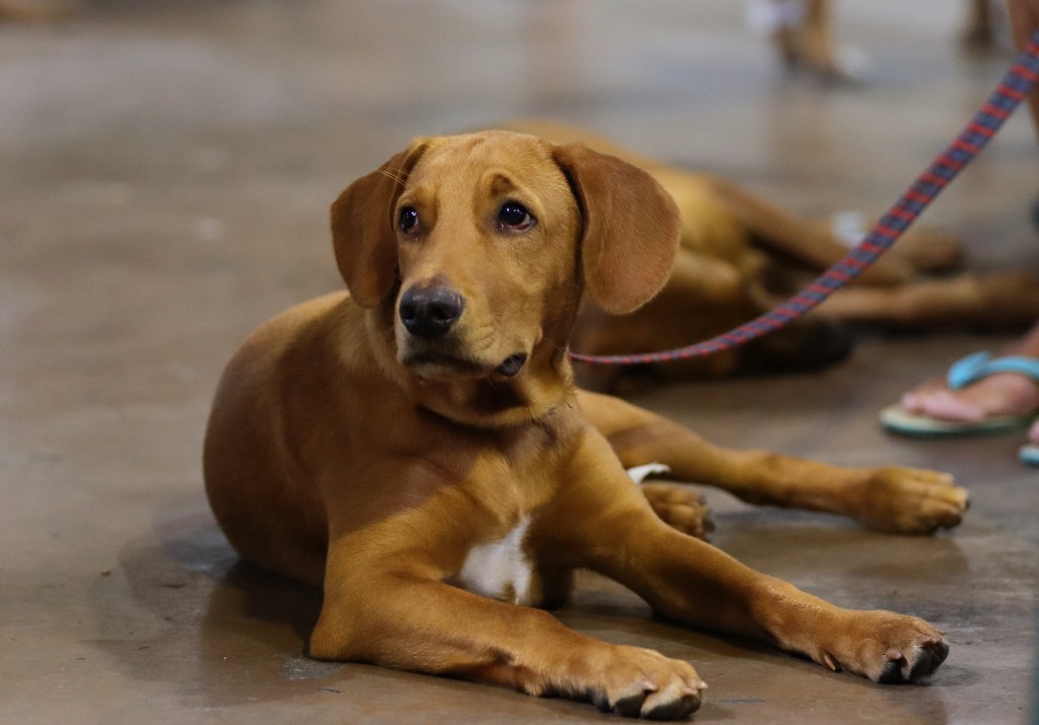 Prefeitura de Blumenau lança Campanha de Vacinação para cães e gatos de ONGs e protetoras independentes
