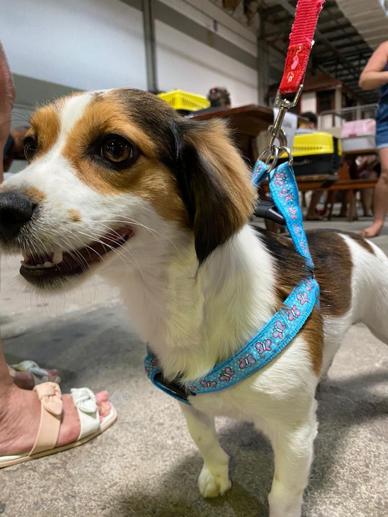 Prefeitura divulga cadastramento para novo mutirão de castração de animais