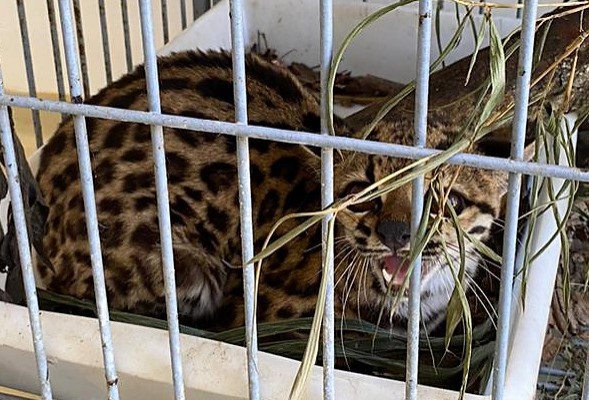 Gato-maracajá é solto em área verde em Blumenau