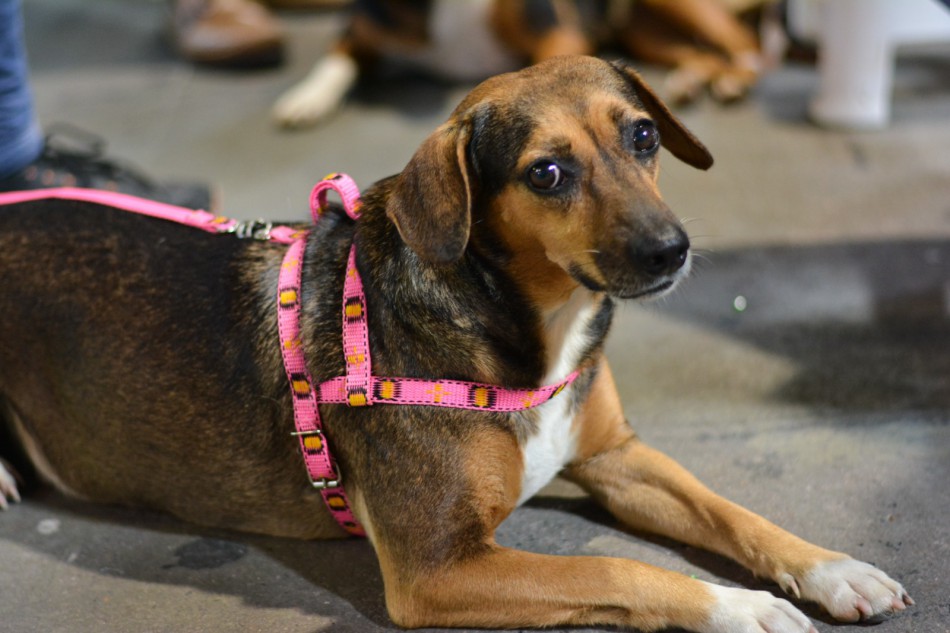 Mais de 900 animais castrados no mutirão gratuito promovido em outubro em Blumenau