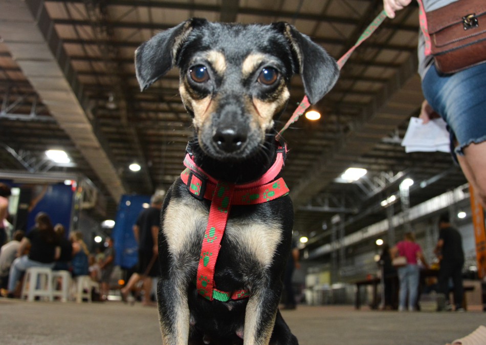 Prefeitura de Blumenau contabiliza mais de mil animais castrados em setembro