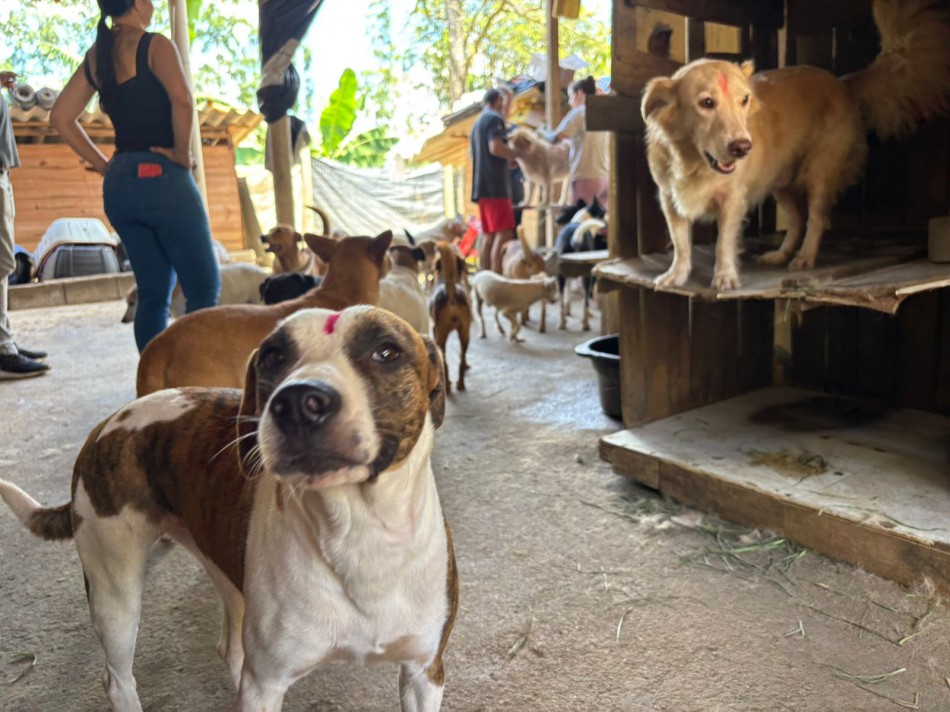 Prefeitura de Blumenau realiza ação de microchipagem e vacinação em cães de protetor após determinação judicial