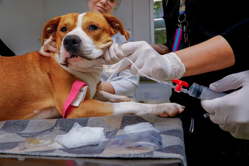 Pitbull que está no Cepread doa sangue para salvar a vida de cachorra com anemia