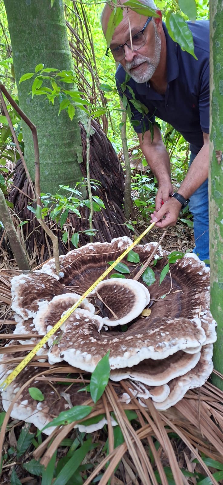 Ambientalistas identificam cogumelo gigante no Horto Botânico Edith Gaertner