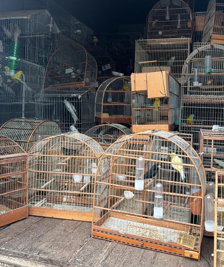 Fiscalização Ambiental da Prefeitura e Polícia Civil resgatam mais de 200 aves em situação de maus-tratos