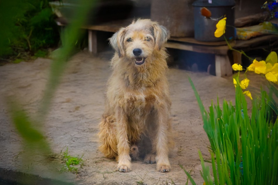 Cão mais antigo do Cepread encontra família após 12 anos de espera