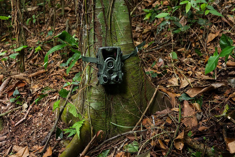 Monitoramento de animais em áreas próximas a regiões urbanas de Blumenau possui primeiros registros