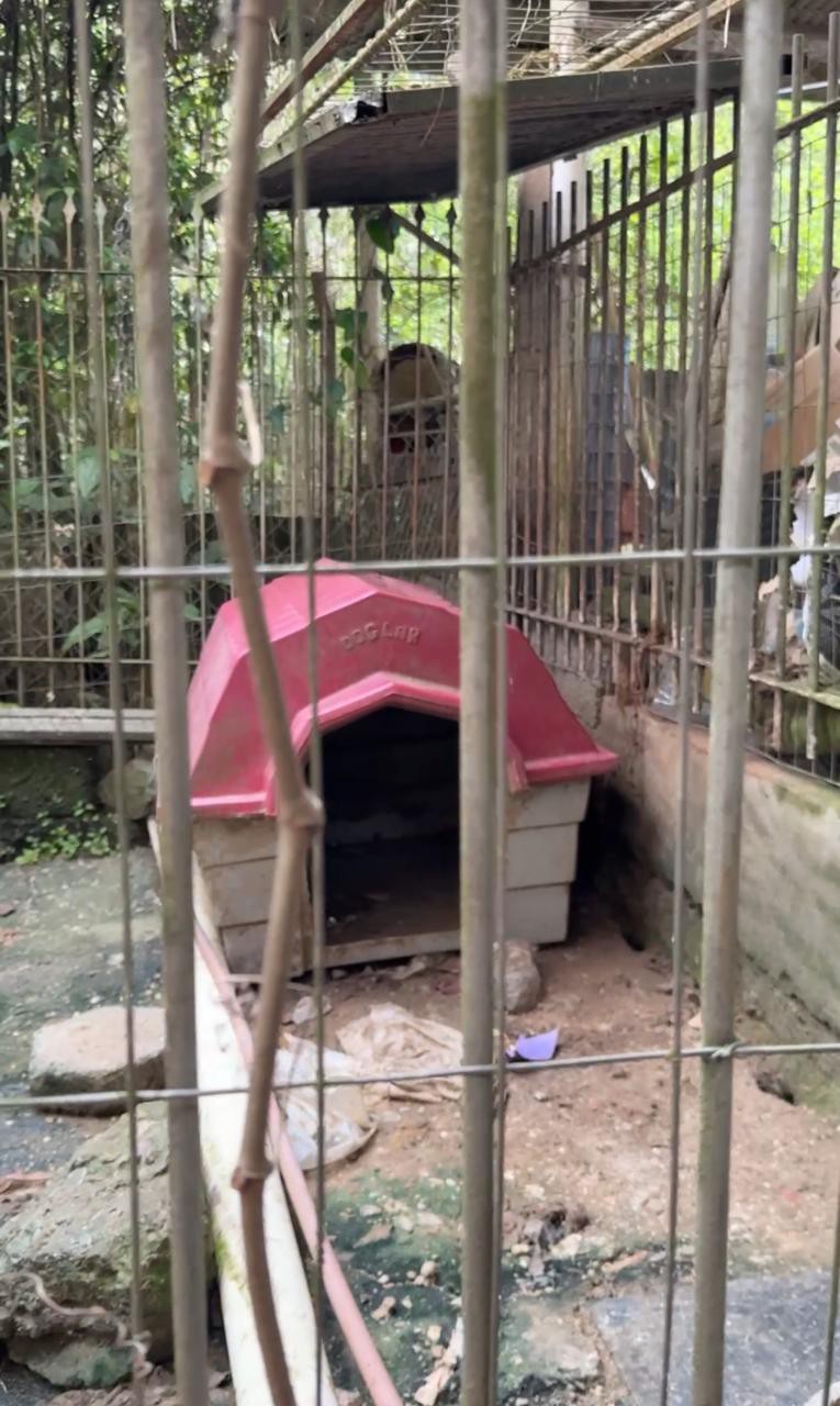 Fiscalização Ambiental da Prefeitura e Polícia Civil flagram situação de maus-tratos a animais no Jordão