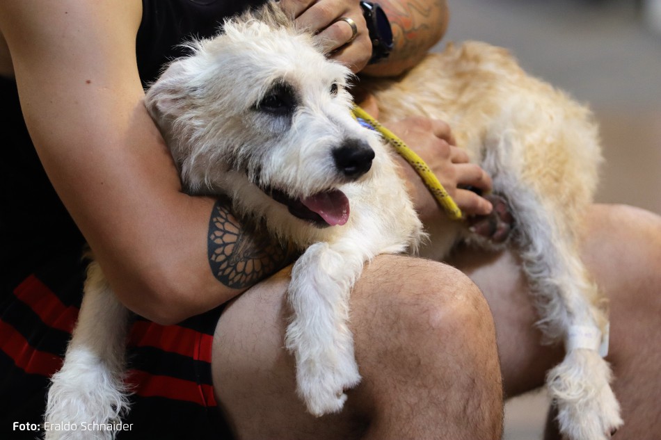 Mutirão de castração gratuita de animais é nesta sexta-feira, dia 10