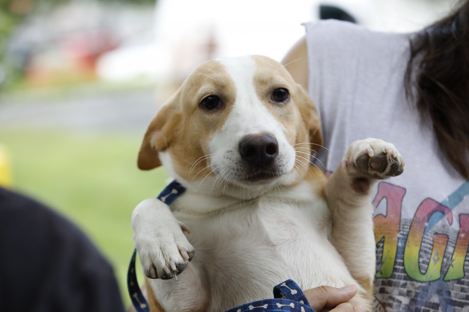 Blumenau lança programa de castração gratuita para animais de famílias de baixa renda e entidades protetoras