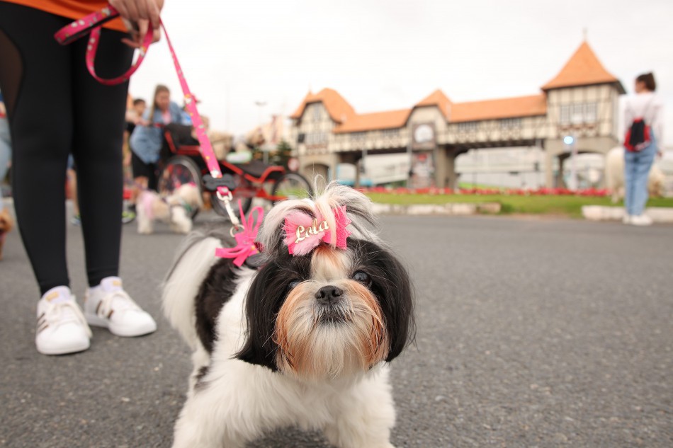 Censo Pet começa a mapear população de animais domésticos em Blumenau