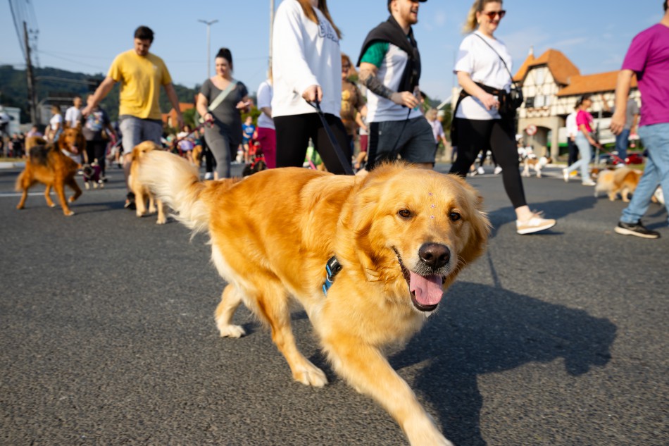 Inscrições abertas para a 30ª Cãominhada em Blumenau