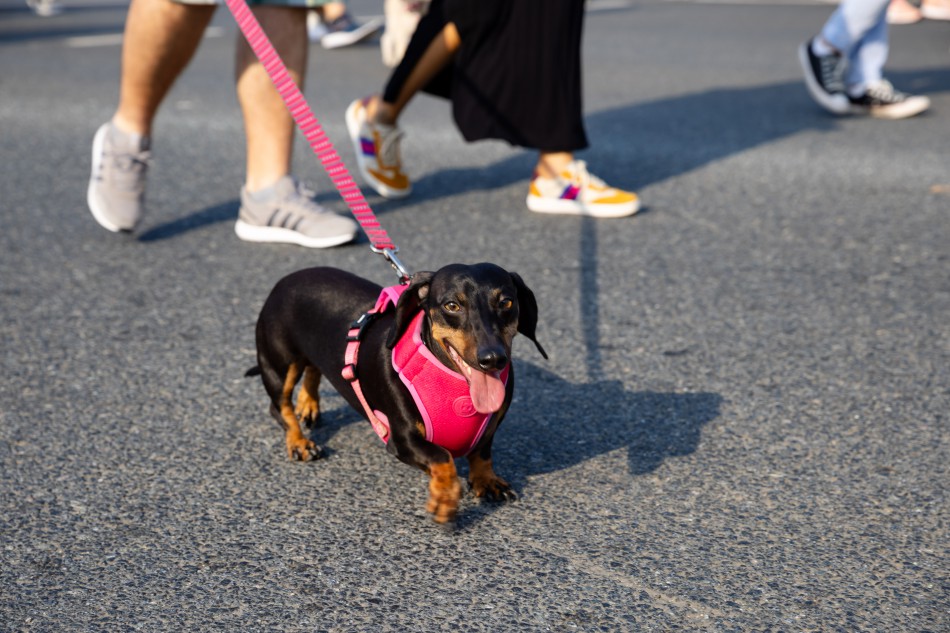 Atenção, tutores e aumigos: Inscrições para a Cãominhada seguem até este sábado, dia 26