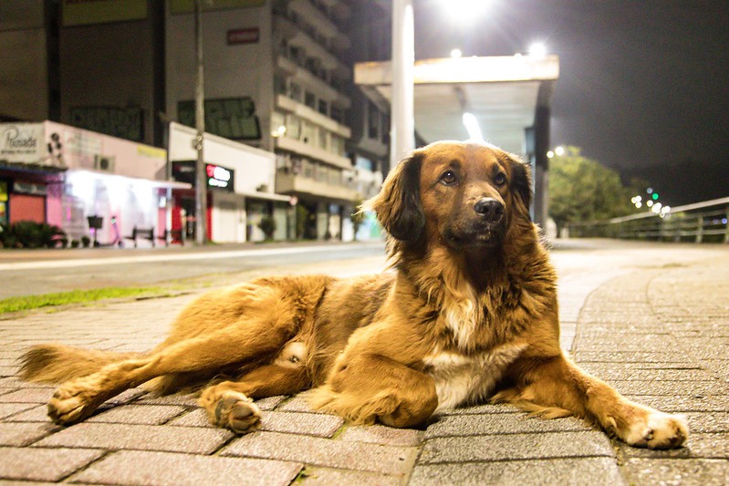 Dia internacional dos animais abandonados: como Blumenau combate este crime